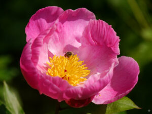 Paeonia officinalis Sämling im Steingarten von Wurzerlsgarten