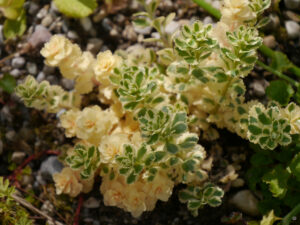 Sedum (Phedimus) takesimense ‘Atlantis’, Wurzerlsgarten