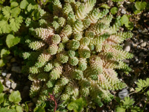 Sedum dasyph. 'Silver Roses', Wurzerlsgarten