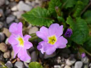 Primula 'Groenekan's Glorie', Wurzerlsgarten