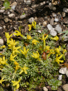 Vitaliana primulifolia, Wurzerlsgarten