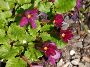 Primula moerheimii in Wurzerlsgarten