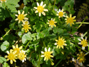 Ranunculus ficaria 'Fried Egg', Zwergranunkel, Wurzerlsgarten