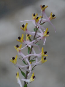 Corydalis schanginii ssp. ainae, Wurzerlsgarten