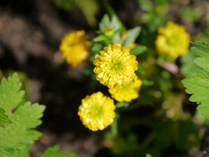 Ranunculus montanus 'Miss Austria', Wurzerlsgarten