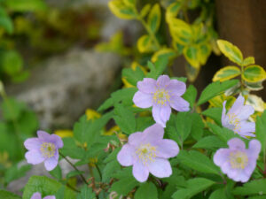 Anemone robinsoniana hat eine hübsche kleine Gruppe gebildet in Wurzerlsgarten