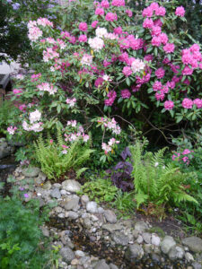 Der Bachhügel mit der Rhododendronblüte in Wurzerlsgarten