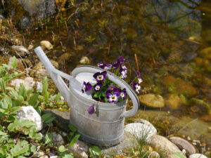 Violas blühen monatelang in Wurzerlsgarten