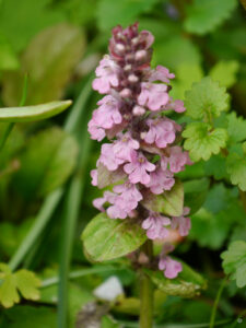 Ajuga reptans 'Rosea', rosa Günsel in Wurzerlsgarten