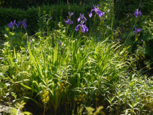 Blaue Sumpfiris und gelber Sumpfknöterich in Wurzerlsgarten