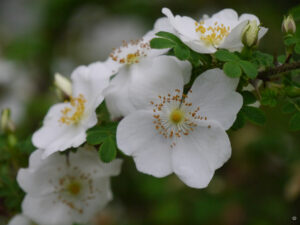 Rosa omeiensis var. pteracantha, Stacheldrahtrose in Wurzerlsgarten