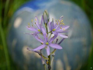 Camassia leichtlinii in Wurzerlsgarten