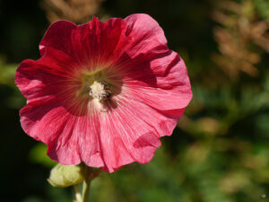 Alcea rosea, Stockrose, Landgasthof Bibelskirch