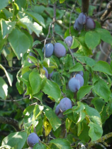 Prunus domestica 'Bühler Frühzwetschge', Landgasthof Bibelskirch