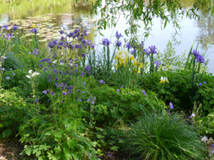 Im Wassergarten Meinhard