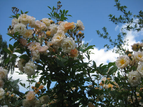 Rosa 'Ghislaine de Féligonde', in Wurzerlsgarten