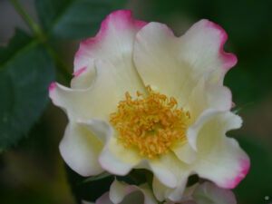 Rosa 'Liola', Barni Rose, Wurzerlsgarten