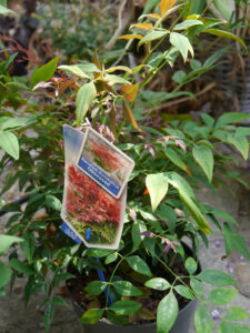 Nandina domestica 'Obsessed', Heiliger Bambus, Wurzerlsgarten