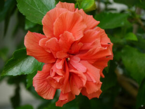 Hibiscus rosa-sinensis im Sommerquartier in Wurzerlsgarten