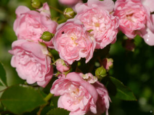 Rosa 'Fairy', Wurzerlsgarten