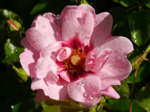 Rosa 'Bright' Eyes', Wurzerlsgarten