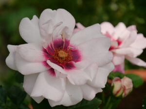 Rosa 'Eyes for you', Wurzerlsgarten