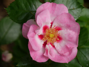 Rosa 'See you In Rosé' Wurzerlsgarten