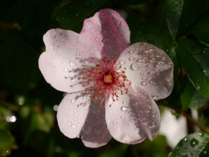 Rosa 'Sweet Pretty' in Wurzerlsgarten