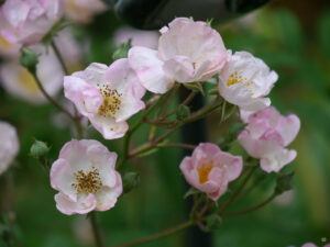 Rosa 'Alden Biesen'Wurzerlsgarten'