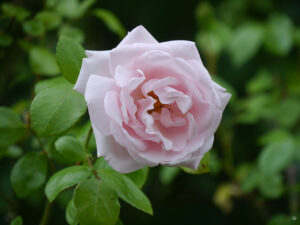 Rosa 'New Dawn', Wurzerlsgarten