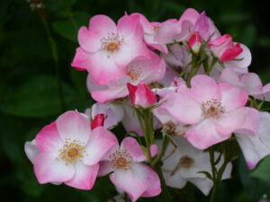 Rosa 'Rush' in Wurzerlsgarten