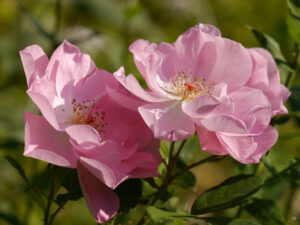 Rosa 'The Lady's Blush', Wurzerlsgarten
