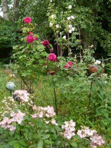 Rosa 'Rush', Rosa 'Alden Biesen', Rosa 'Munstead Wood', Rosa 'New Dawn' im Mixed Border am Teich.