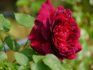 Rosa 'Munstead Wood', Wurzerlsgarten