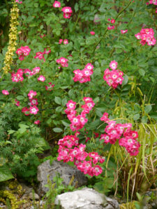 Rosa 'Libertas', Wurzerlsgarten