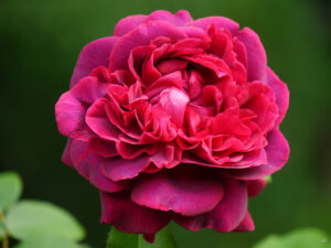 Rosa 'Dark Lady', Wurzerlsgarten