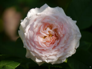 Rosa 'James Galway', Wurzerlsgarten