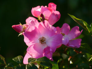 Rosa 'Rosenreigen', Wurzerlsgarten