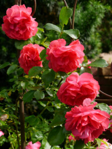 Rosa 'Rosarium Uetersen', Wurzerlsgarten