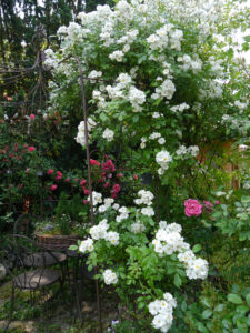 Rosa 'Guirlande d'Amour, Wurzerlsgarten