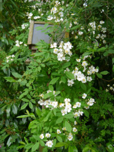 Rosa multiflora im rechten Beet von Wurzerlsgarten