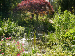 Teich und Ahornecke in Wurzerlsgarten