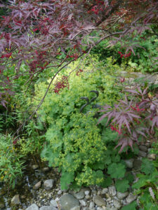 Alchemilla mollis, Frauenmantel unter dem japanischen Fächerahorn in Wurzerlsgarten