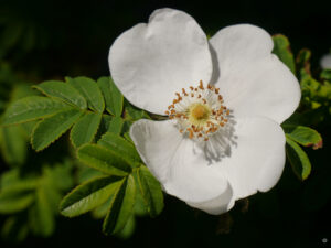 Blüte von Rosa omeiensis var. pteracantha, Stacheldrahtrose, Wurzerlsgarten