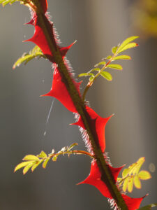 Stacheln von Rosa omeiensis var. pteracantha, Stacheldrahtrose, Wurzerlsgarten