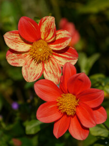 Dahlia coccinea im Hermannshof Weinheim