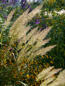 Herbsttag im Hermannshof Weinheim - Calamagrostis brachytricha, Diamantgras