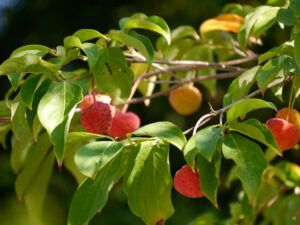 Cornus capitata 'Porlock', Porlock-Hartriegel, Hermannshof Weinheim