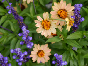 Blick in das Prachtbeet mit Sommerblumen im Hermannshof, Zinnia und Salvia