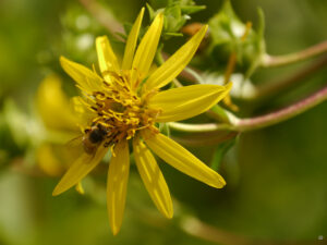 Silphium perfoliatum, Becherpflanze, Präriepflanzen aus der Apotheke Manitous im Hermannshof Weinheim